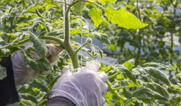 西红柿整枝打杈视频,西红柿高效整枝打杈技巧解析