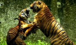 老虎视频动物世界,动物世界中的王者传奇